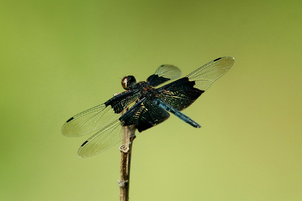 085 2007-12202142.jpg - Sapphire Flutterer (Rhyothemis triangularis). Mary River Park, NT, 12-20-2007